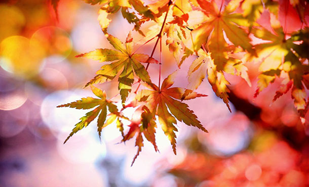 photo of fall leaves